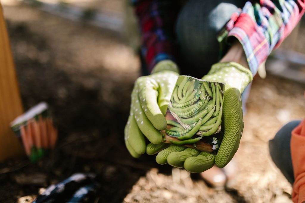 Dès maintenant, les légumes à semer pour un potager précoce au printemps