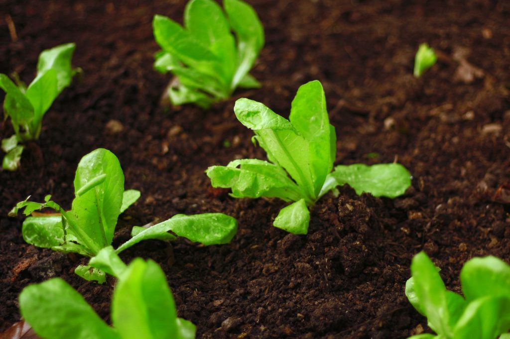 Comment choisir le motoculteur idéal pour un petit jardin ?