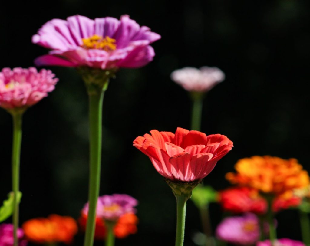 Le zinnia : l’arme secrète pour un jardin éclatant et facile à entretenir