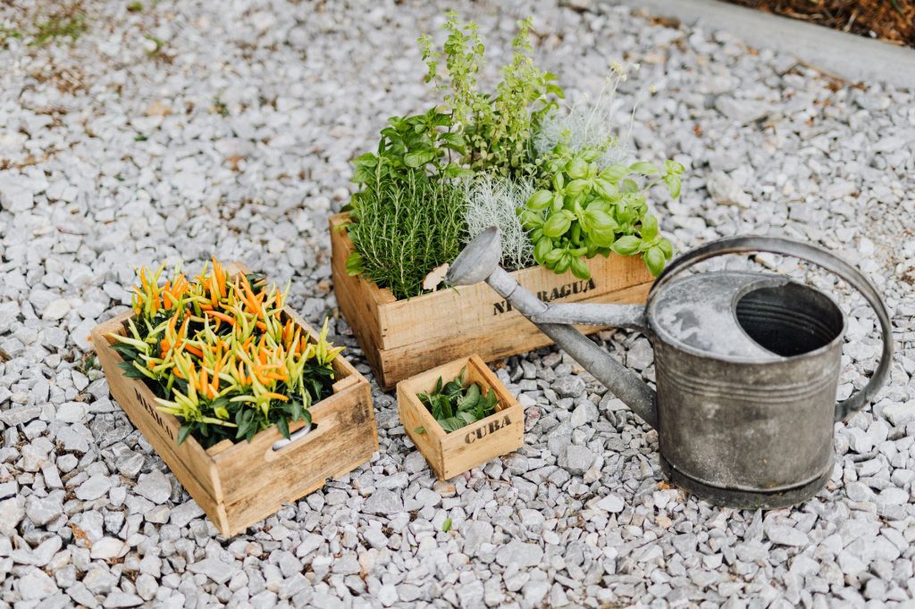 Créer un potager en carré : la méthode pour un jardinage réussi