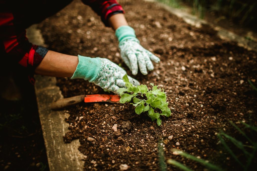Potager urbain : Les astuces incontournables pour réussir votre jardin en ville
