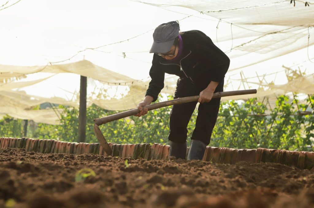 Serfouette : usage et conseils pour le potager