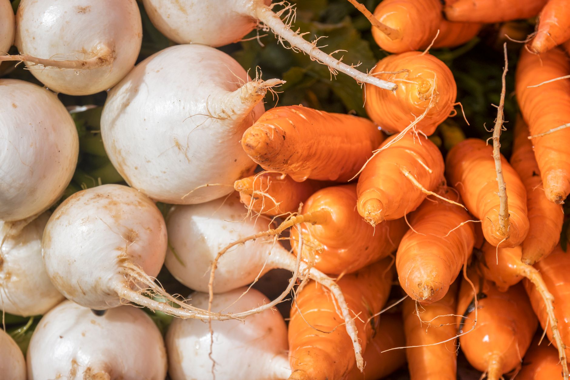 Conserver des récoltes de racines plusieurs mois