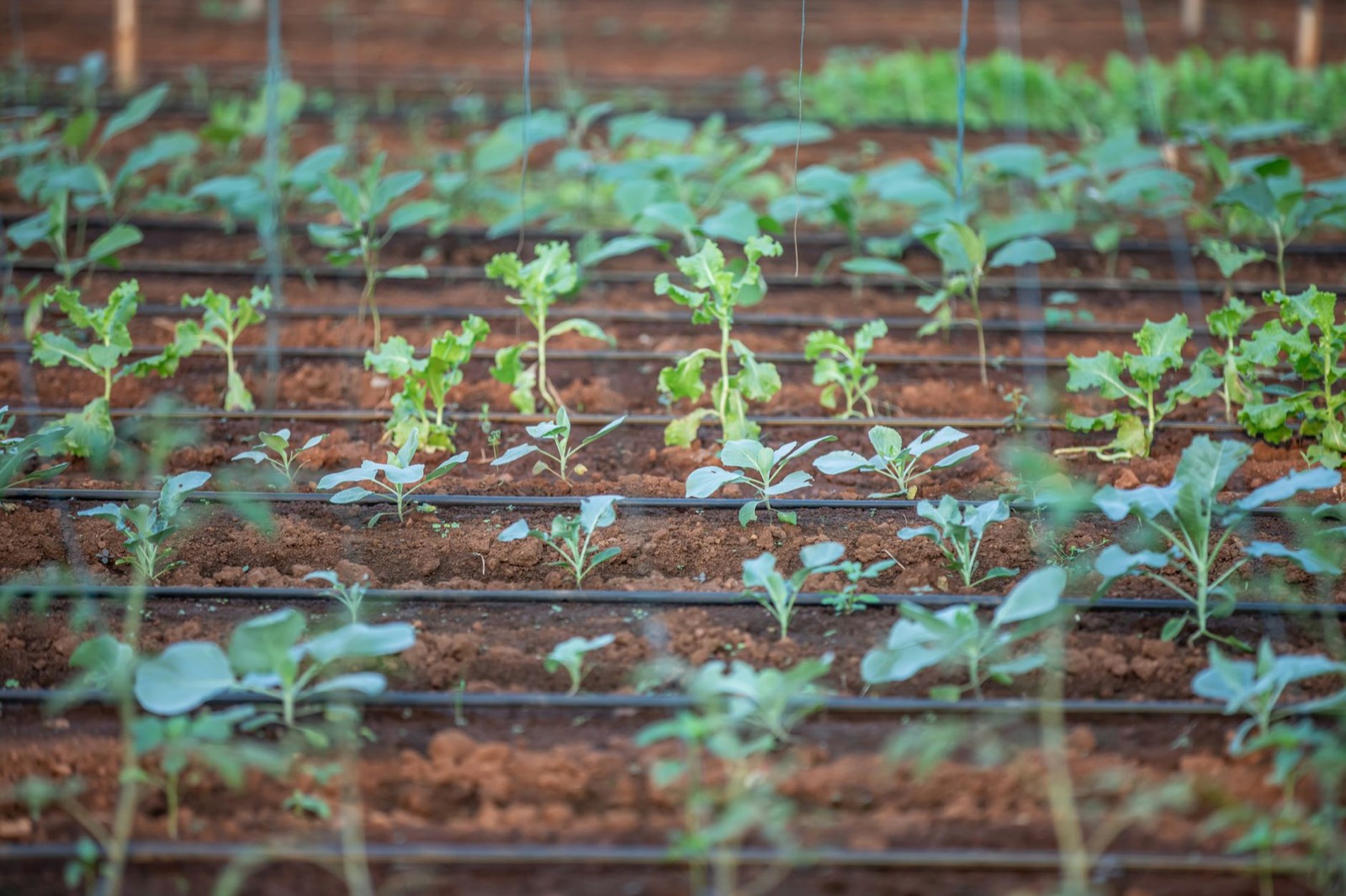Tuyau goutte-à-goutte entre des rangées de légumes au potager
