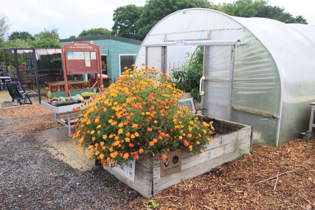 Installer ses carrés potagers sans bloquer l&rsquo;accès à la fosse septique