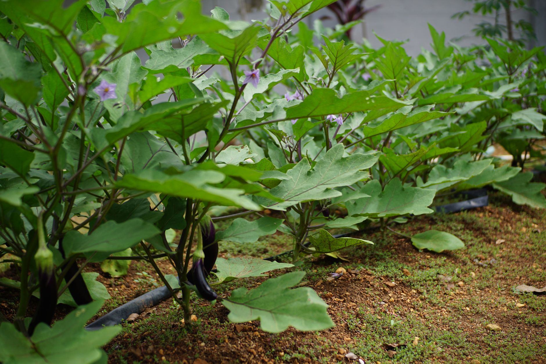 Planifiez votre potager : les clés pour un jardin réussi