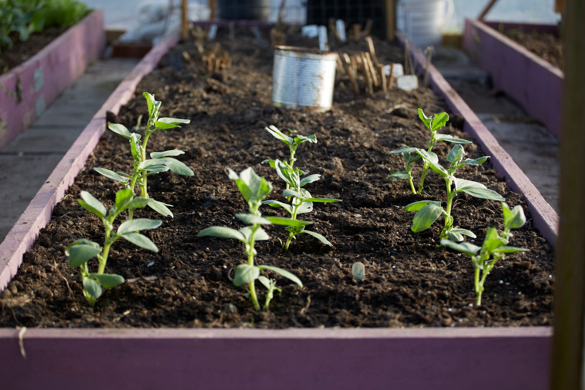 Cultiver des légumes bio : 7 techniques incontournables pour réussir