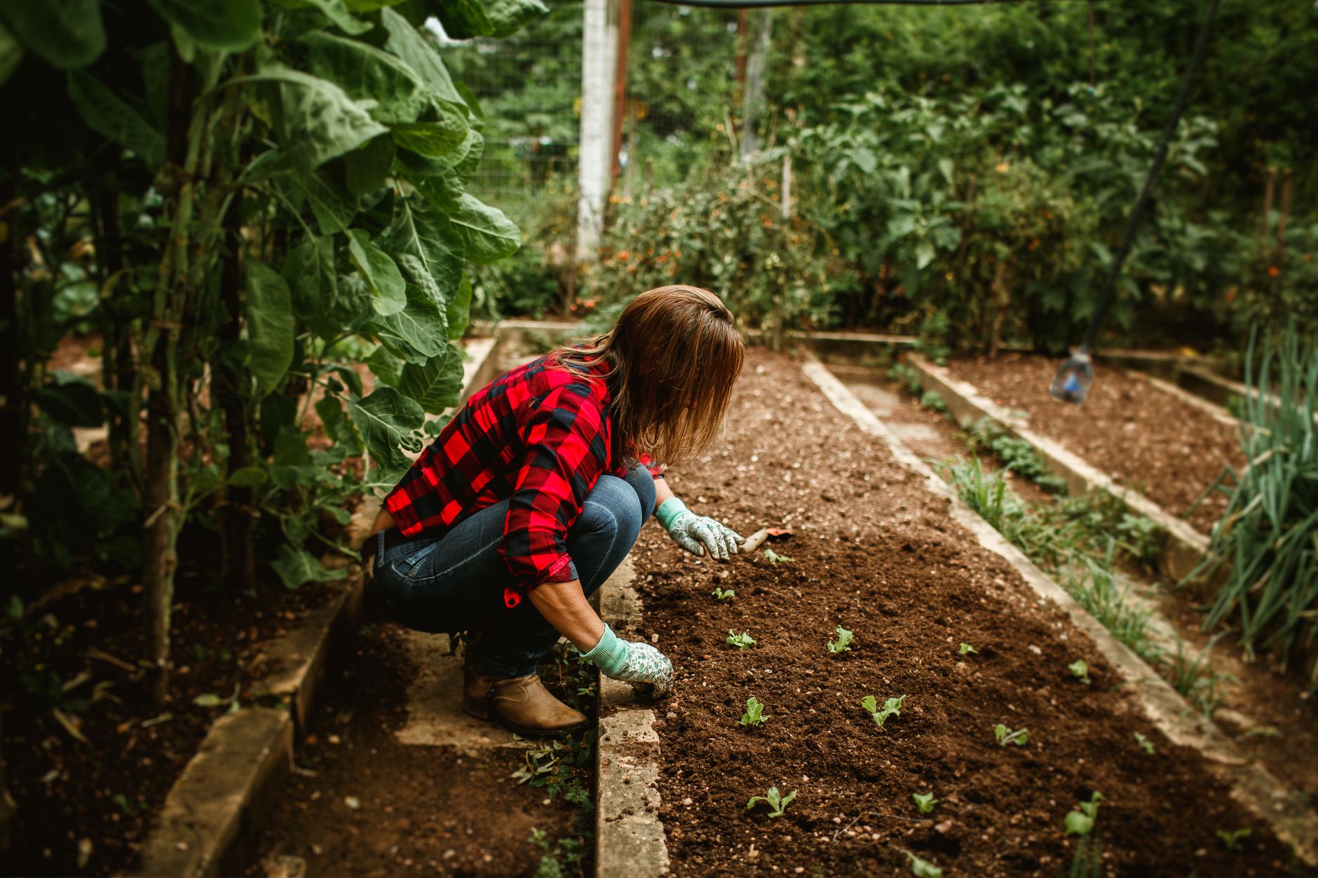 Entretenez vos légumes comme un pro : les étapes clés à suivre !