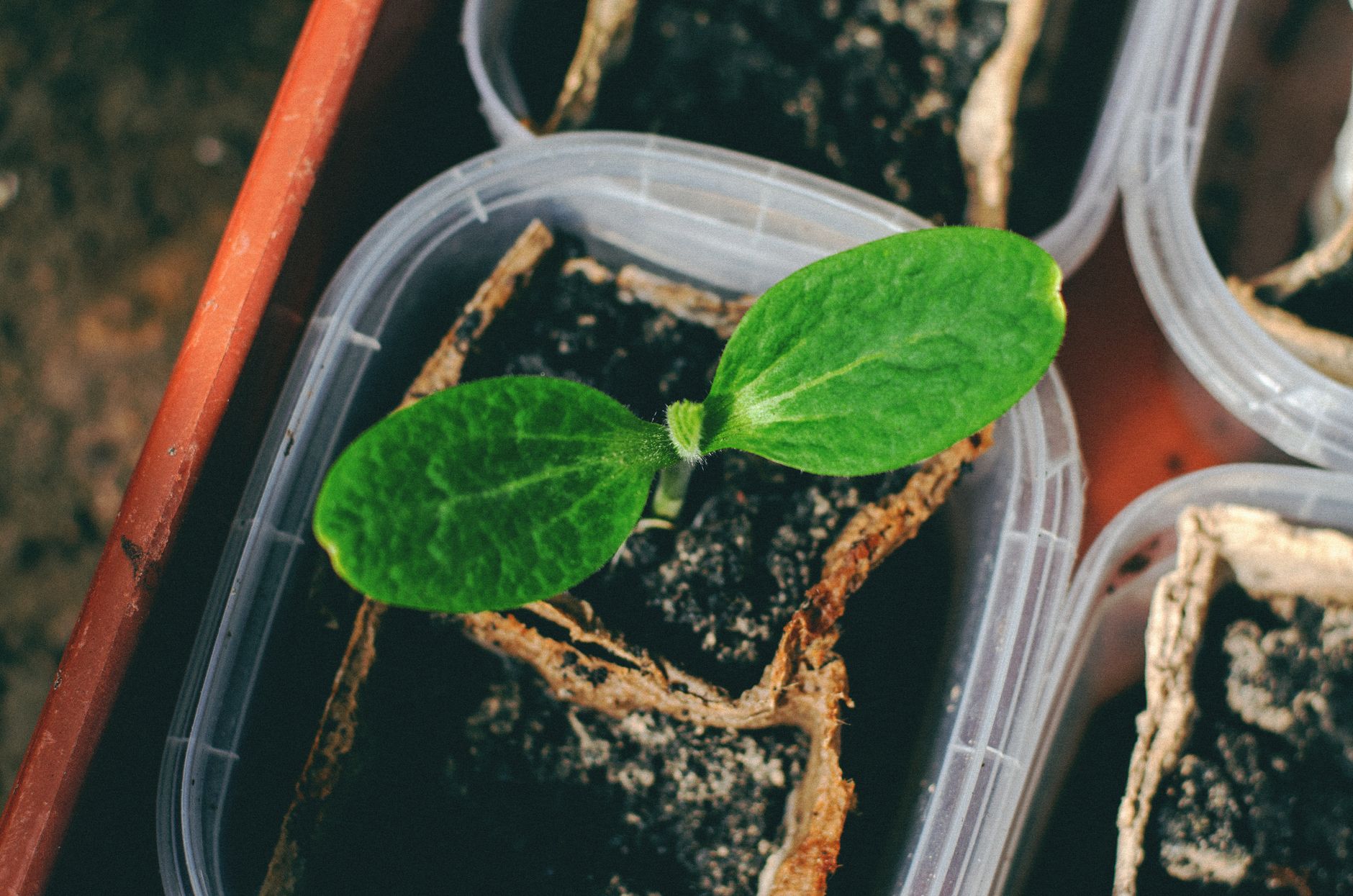 Billes d'argile au jardin : quand et comment les utiliser efficacement ?