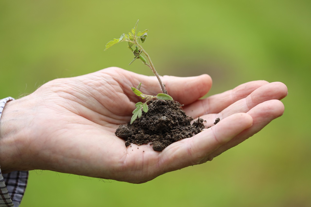 Maîtrisez les techniques de semis en potager pour une récolte abondante