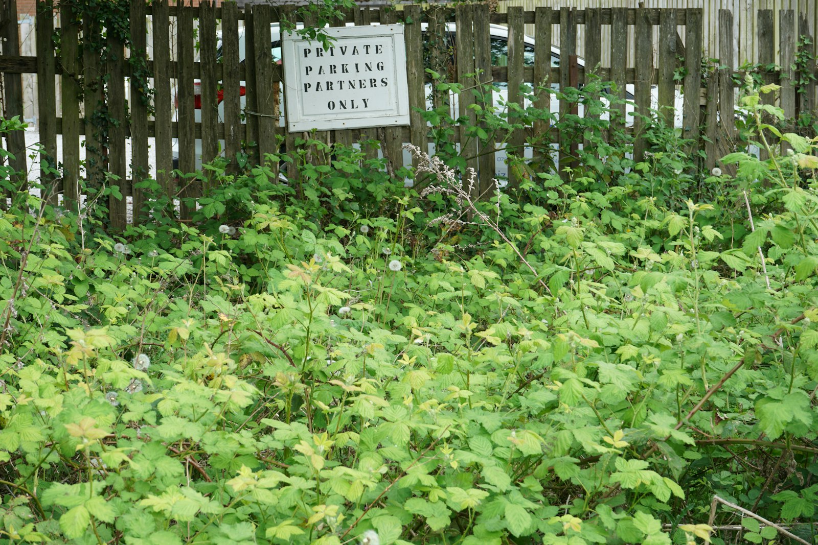 Dites adieu aux mauvaises herbes : 5 méthodes écologiques pour un jardin sain
