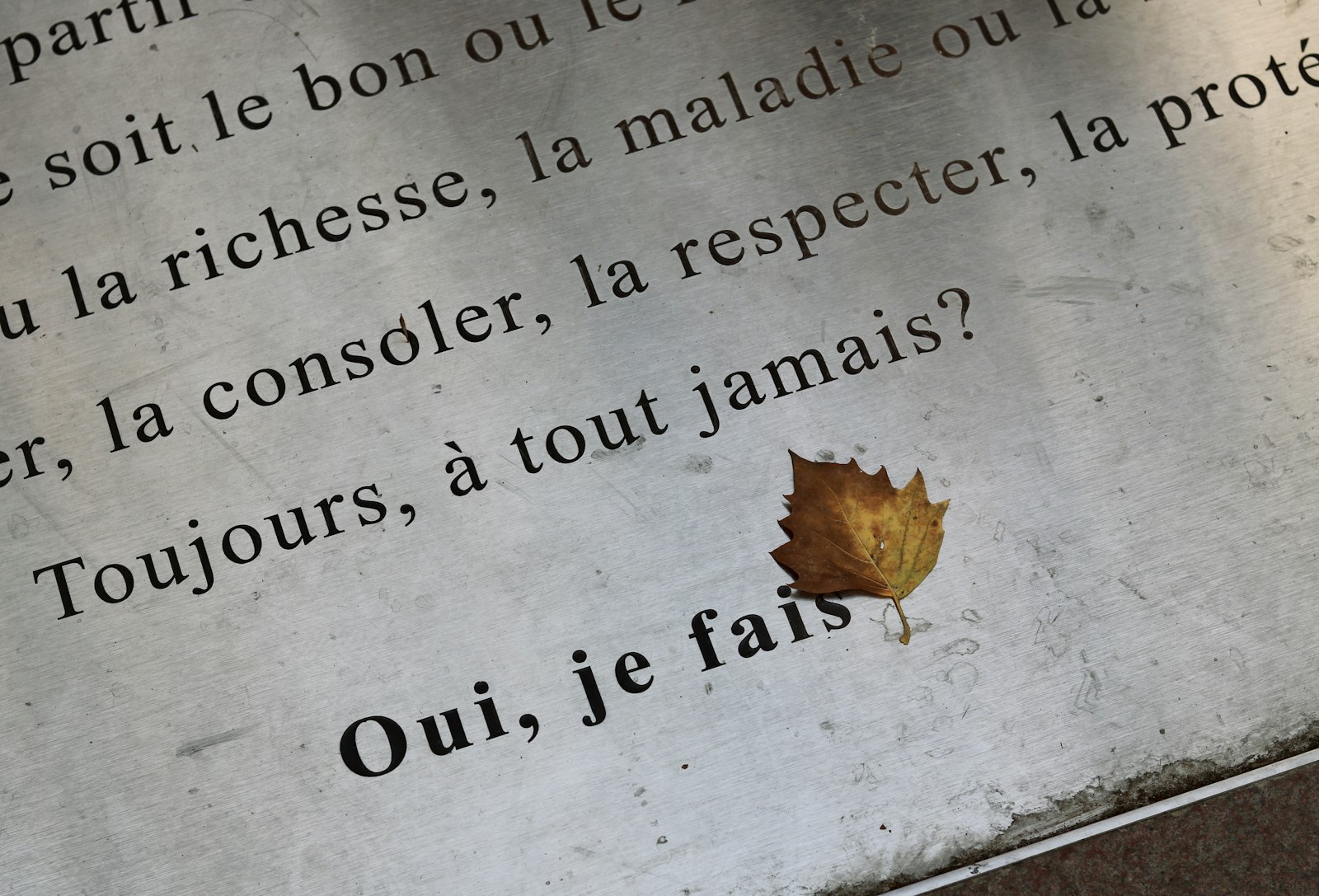 Pourquoi l'automne est le moment idéal pour bouturer vos plantes ?