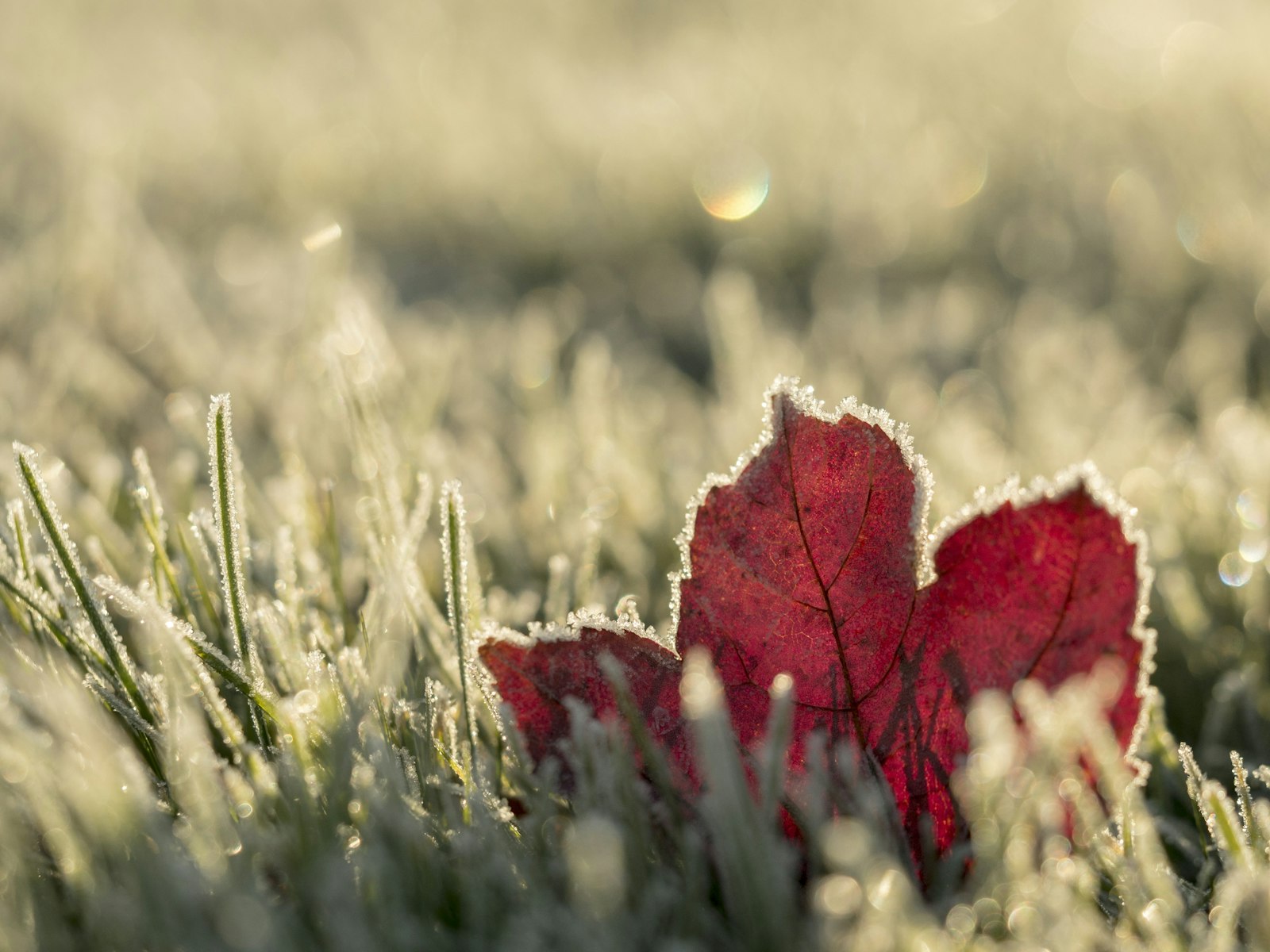 Est-il trop tard pour greffer vos arbres fruitiers cet automne ? Pas encore !