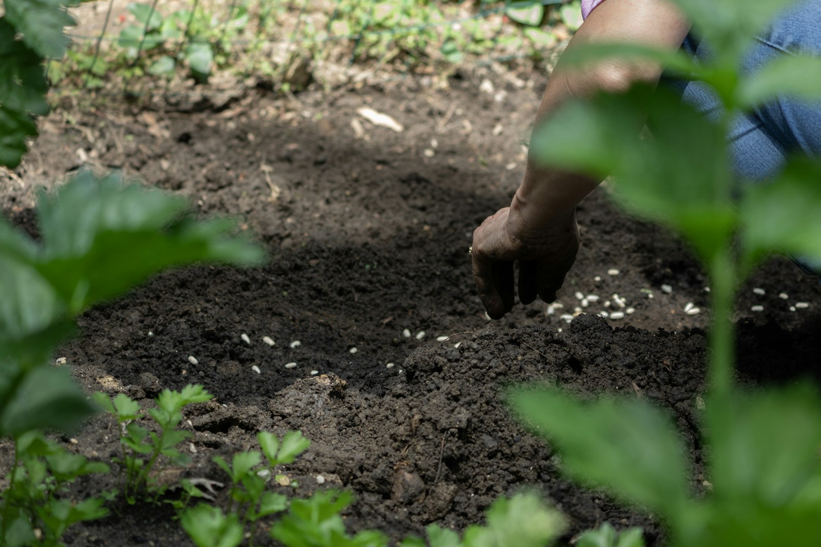 Planter des poireaux avec la lune : une technique pour doubler votre récolte ?
