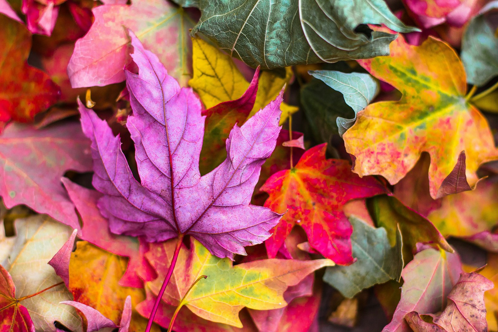 Pourquoi planter l'ail en automne assure une récolte exceptionnelle ?