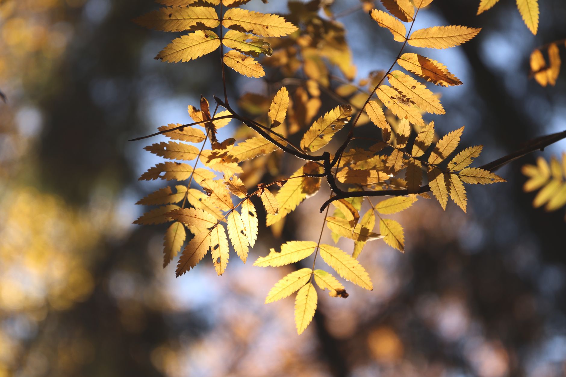 Comment l'automne peut transformer votre potager en jardin d'abondance