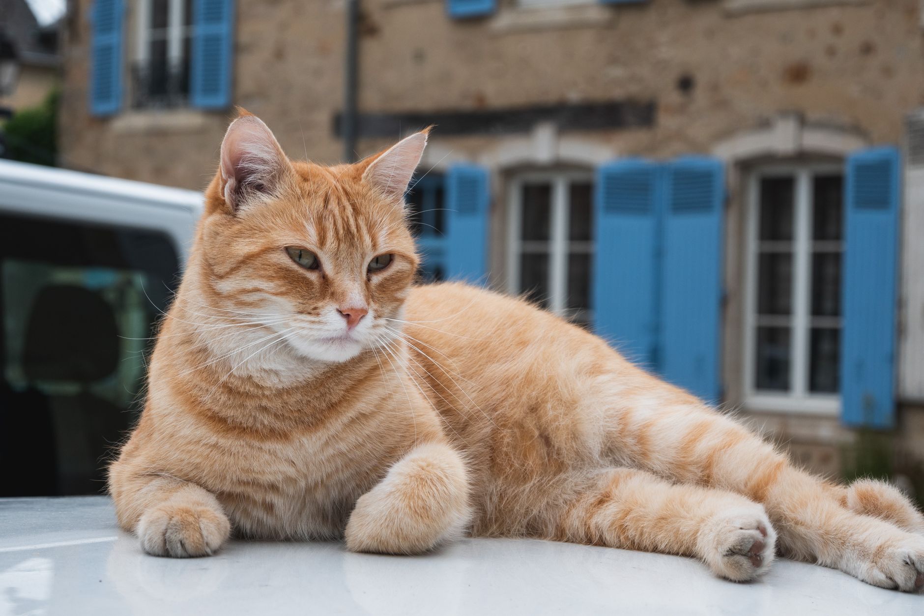 Protégez vos semis des chats avec ces astuces efficaces