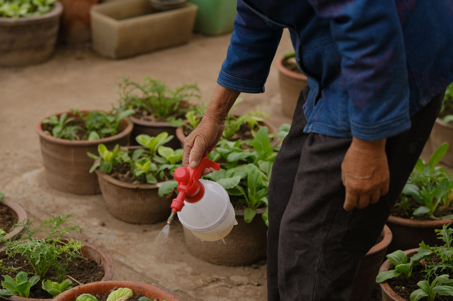 Octobre au potager : les gestes essentiels pour un printemps réussi
