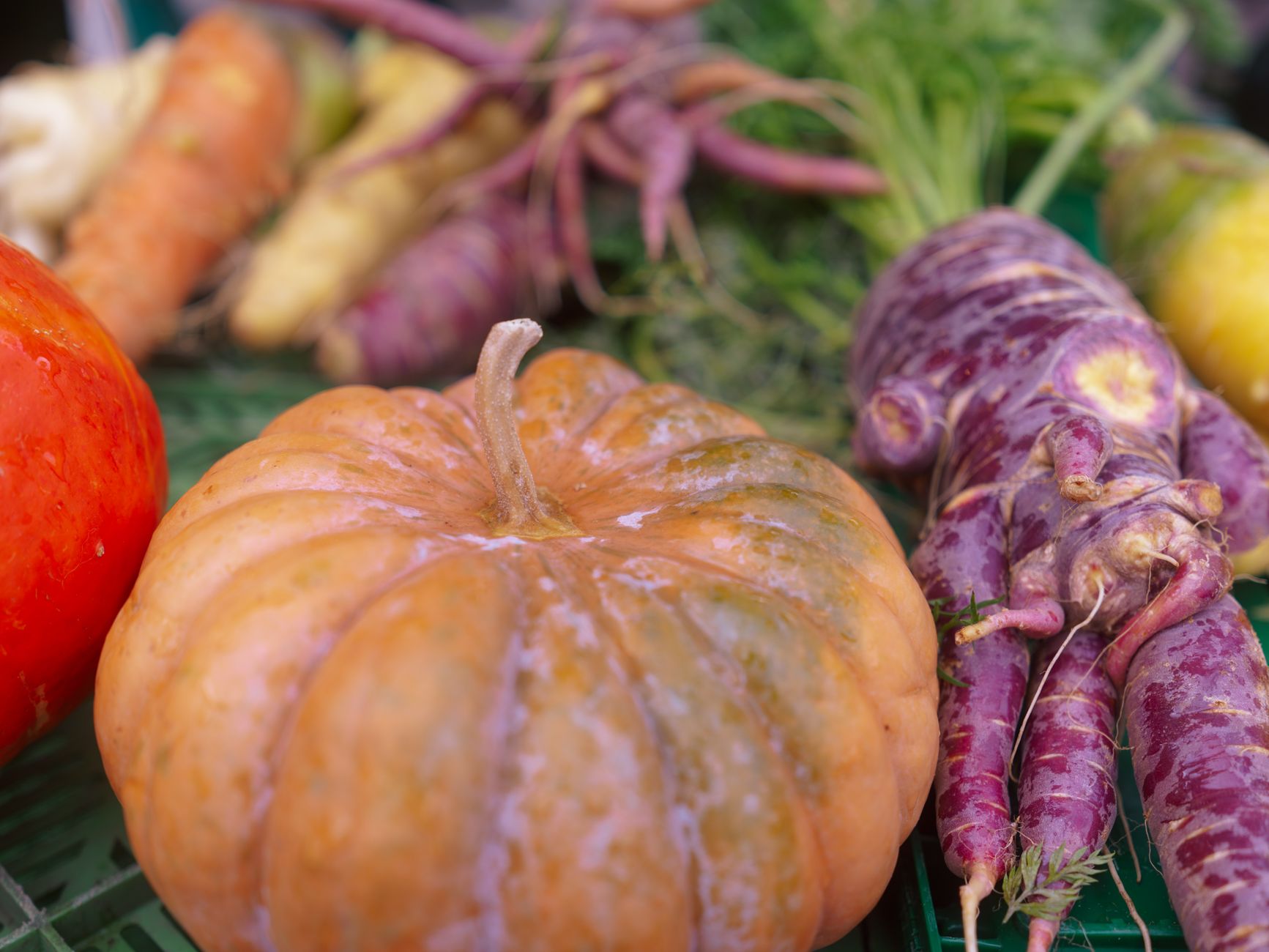 Quels légumes semer cet hiver pour une récolte garantie ? Nos conseils pratiques