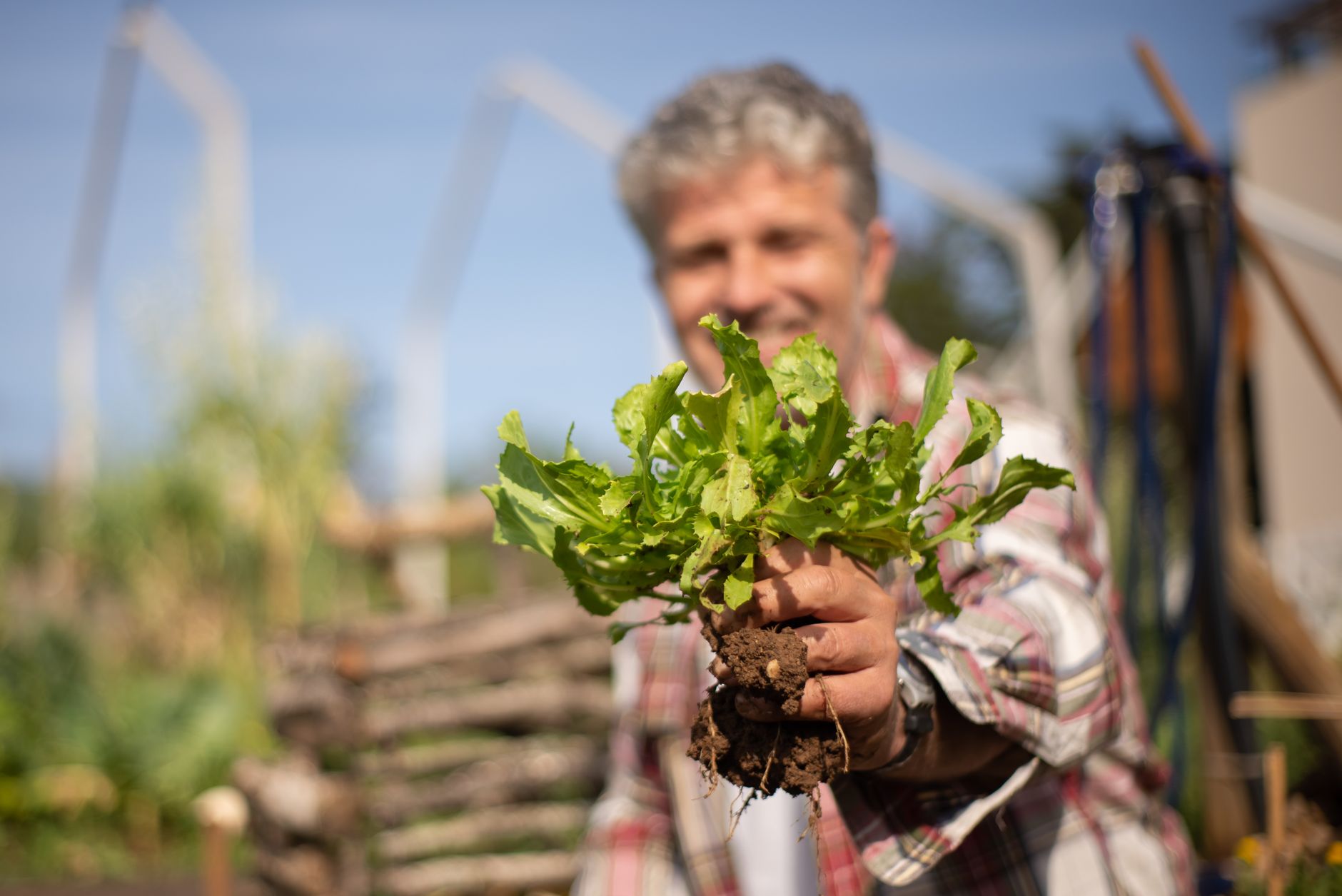 Quels légumes planter maintenant pour récolter jusqu'aux gelées ?