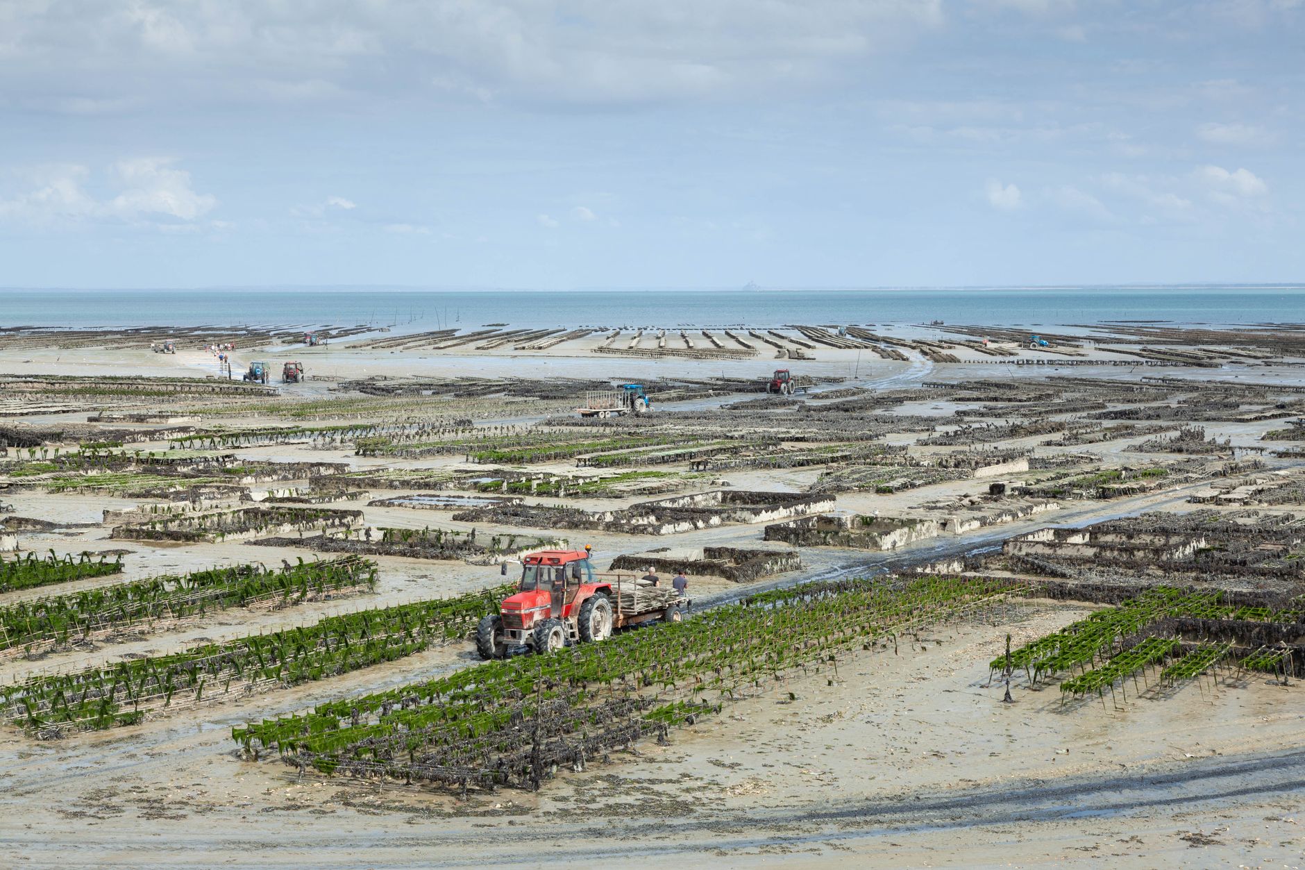 Semer en pleine terre : le choix gagnant pour votre jardin