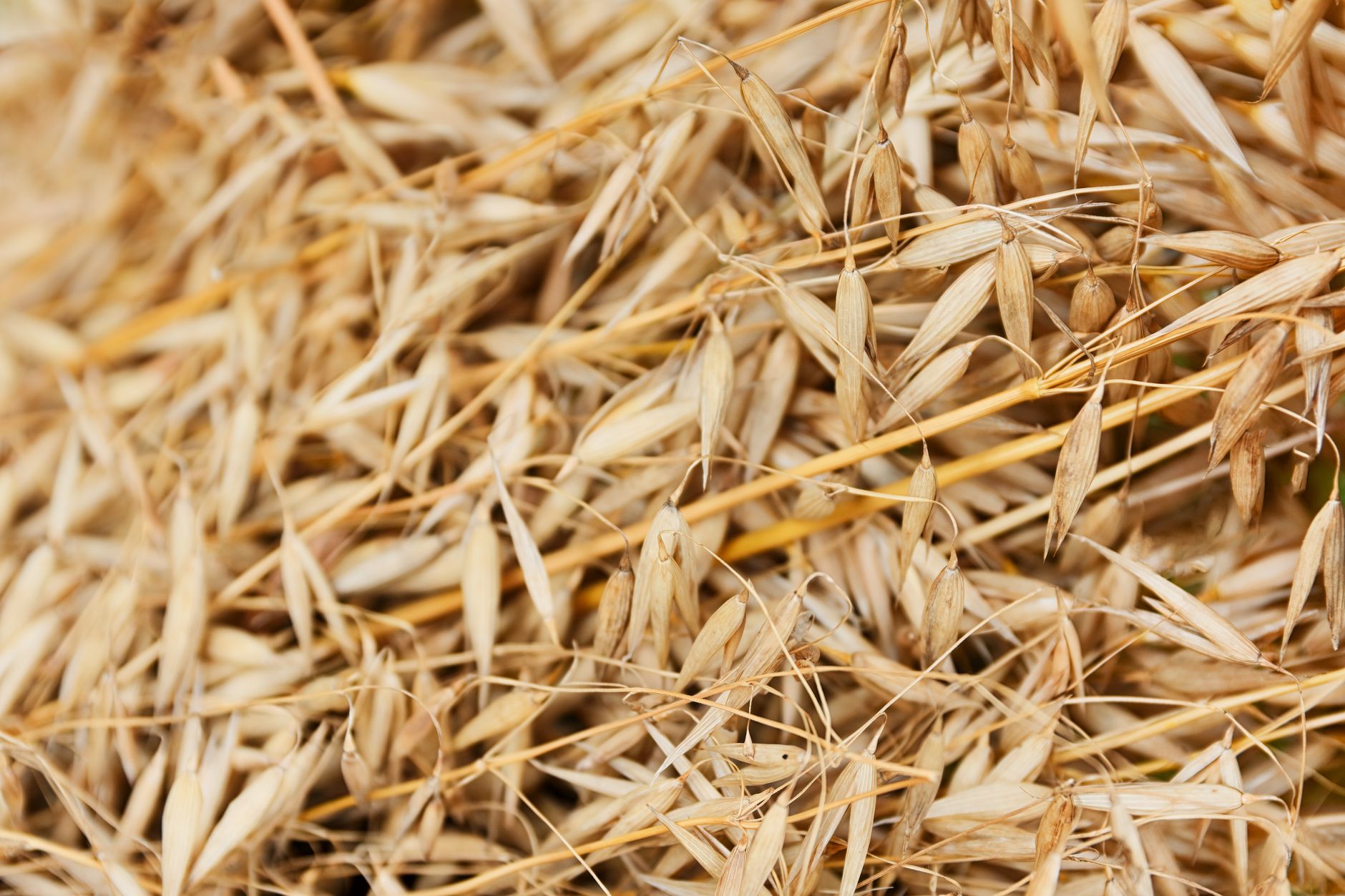 Octobre : comment votre potager peut réduire vos dépenses printanières