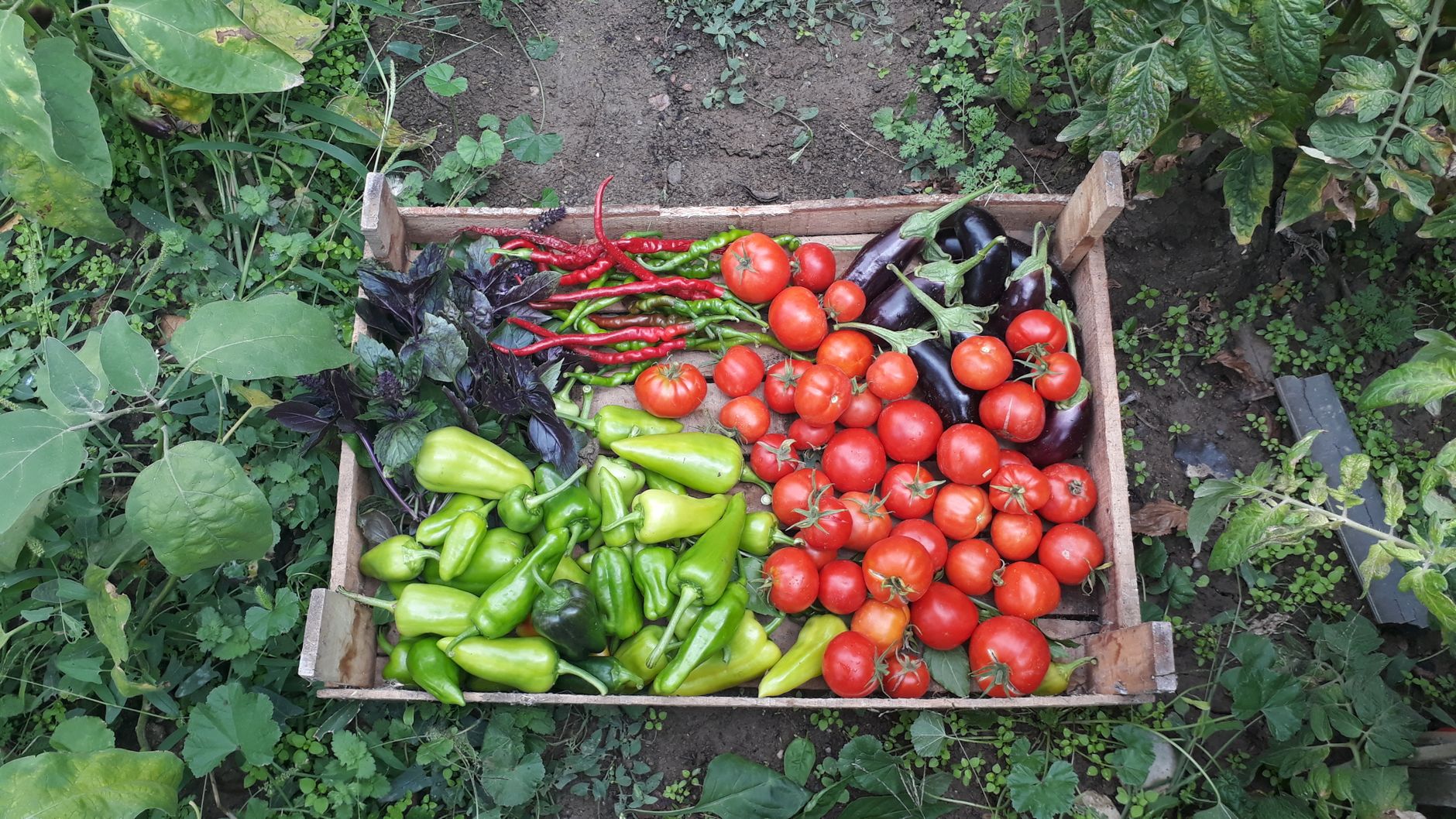 Semer maintenant : quelles graines pour un potager florissant dans les 8 prochains jours ?