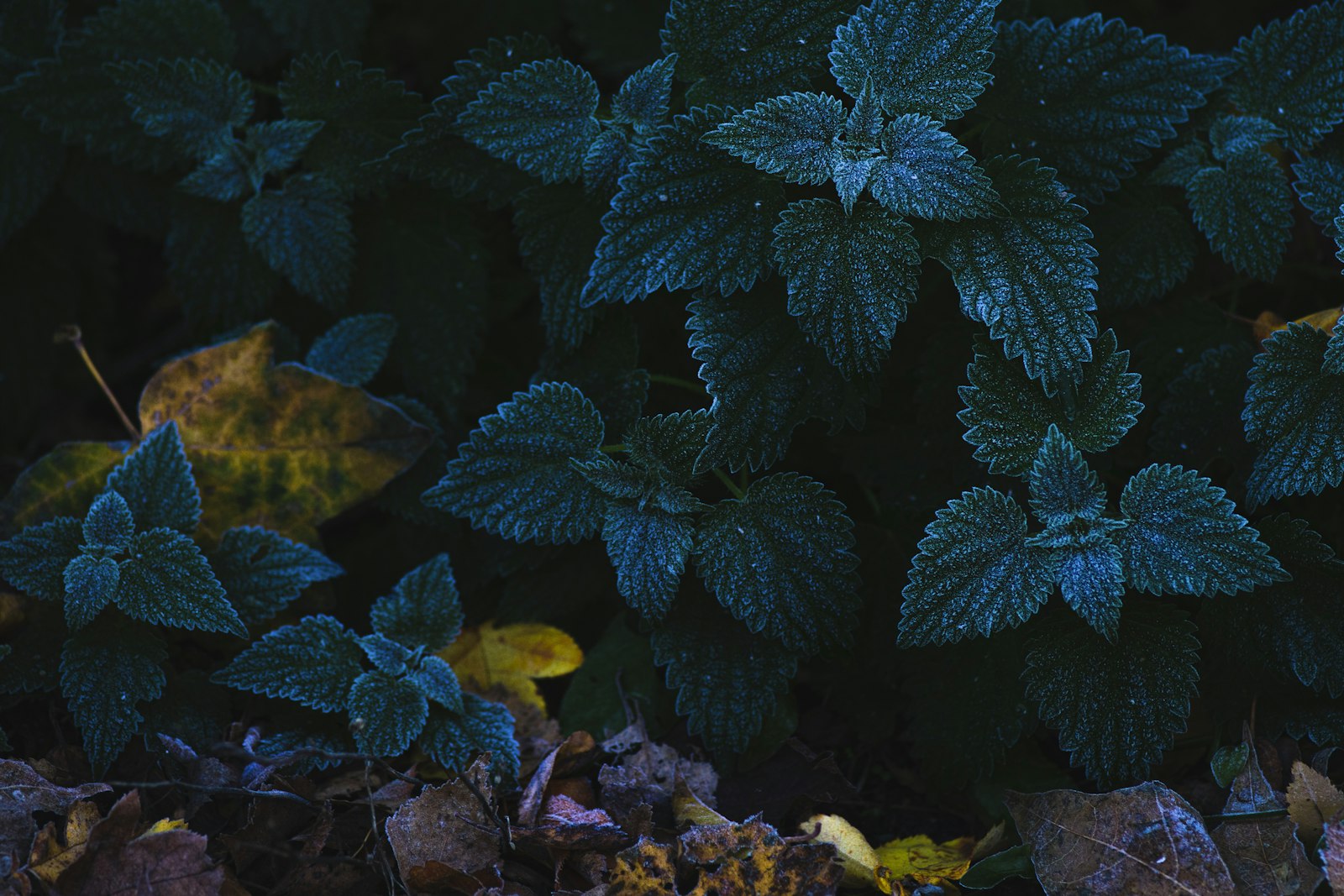 Préparez votre menthe pour l'hiver : les erreurs à éviter