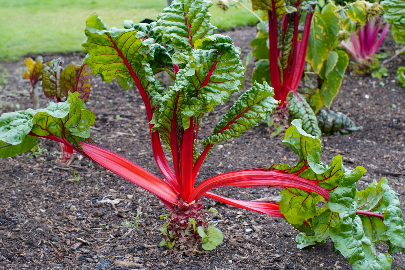 Baisse de prix : pourquoi le coffret Stanley est votre meilleur allié pour le potager ?