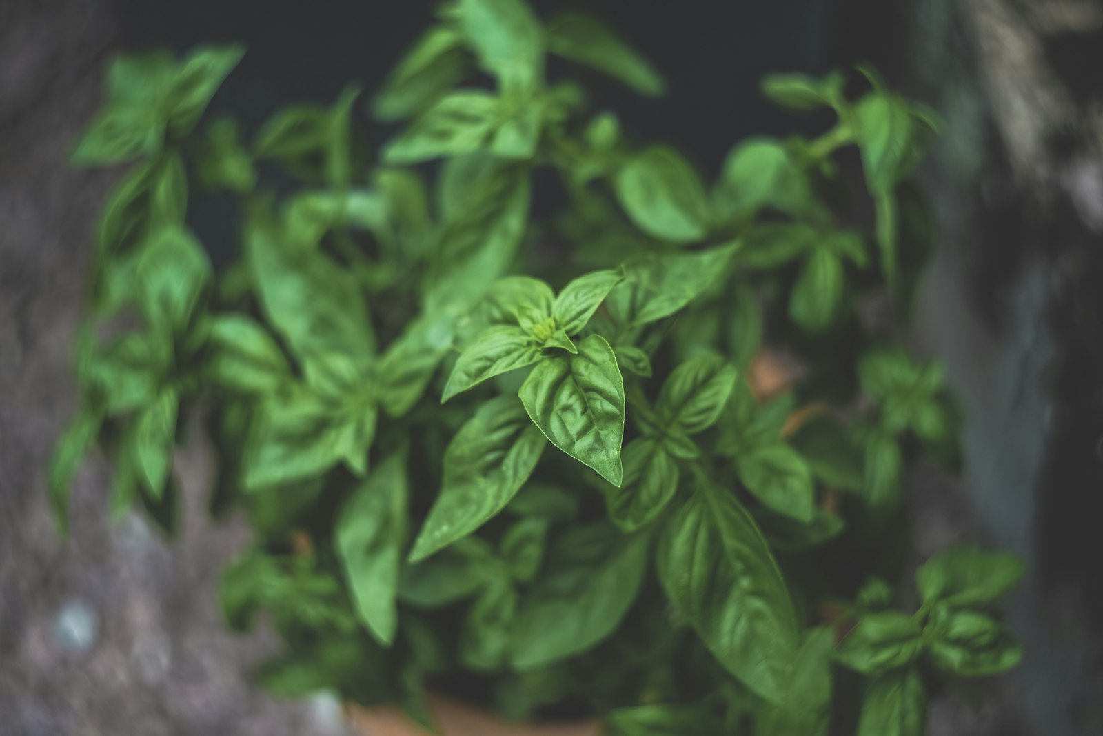 Cultivez des herbes aromatiques en pot : les secrets pour réussir