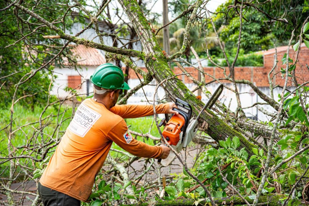 Élagage à Lorient : rendre la lumière au potager sans abîmer l’arbre