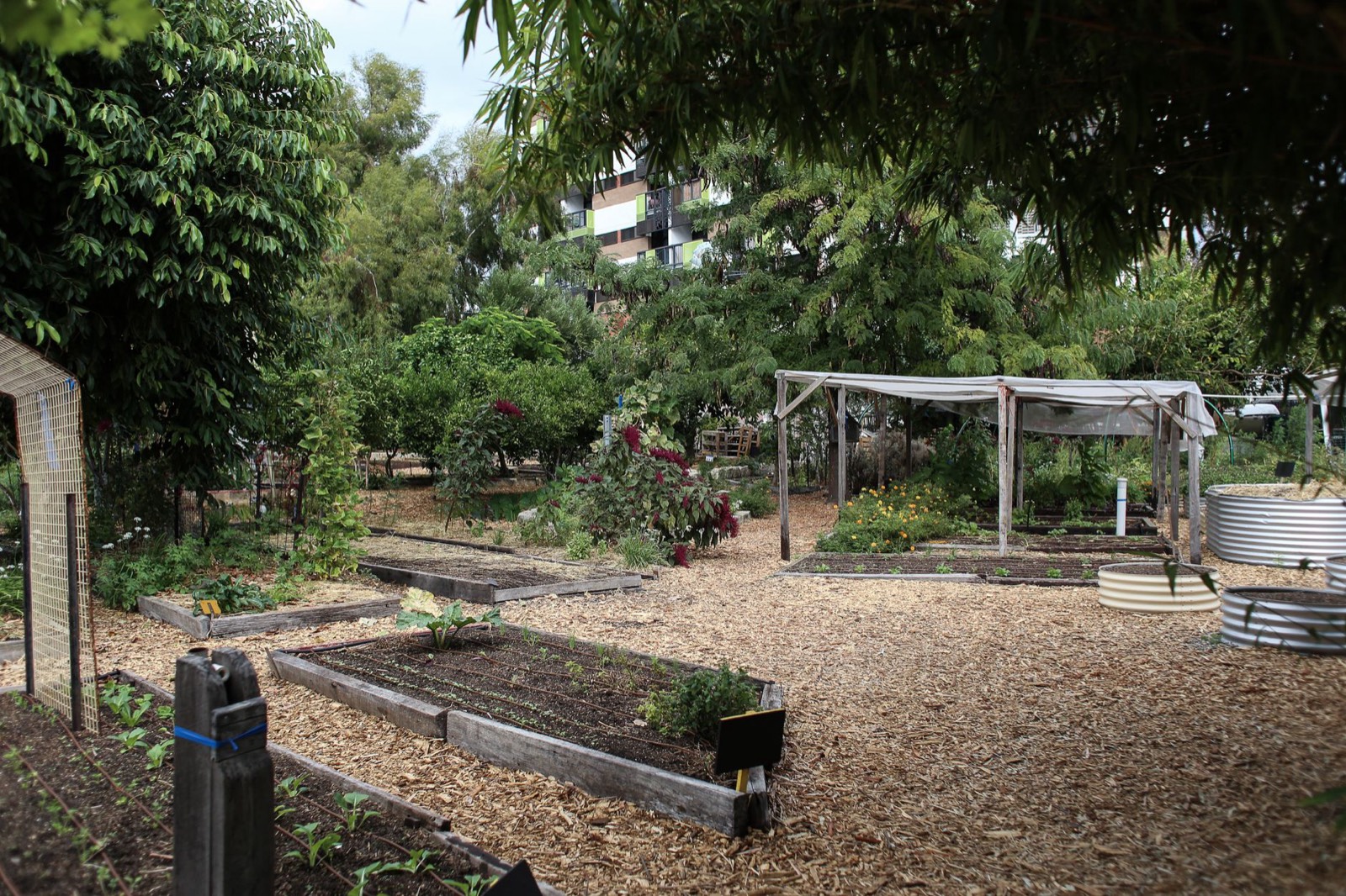 Potager en carrés partiellement à l'ombre d'un grand arbre au fond d'un jardin
