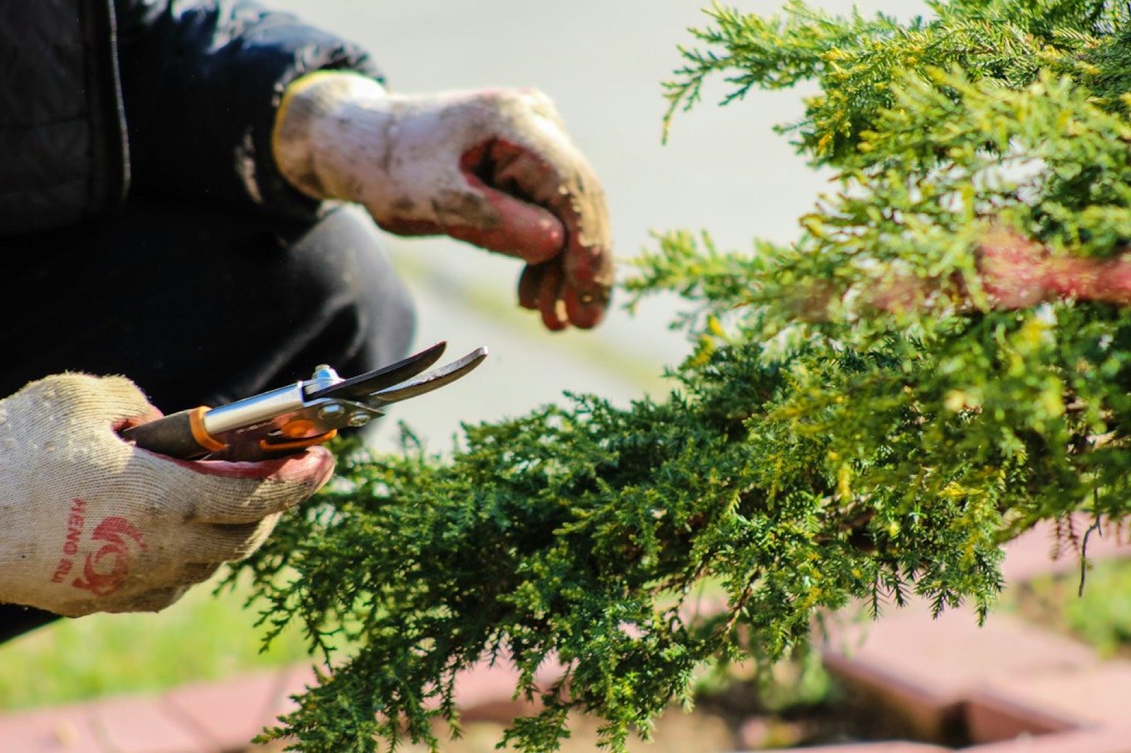 Sécateur de jardin tenu à la main pour tailler une branche