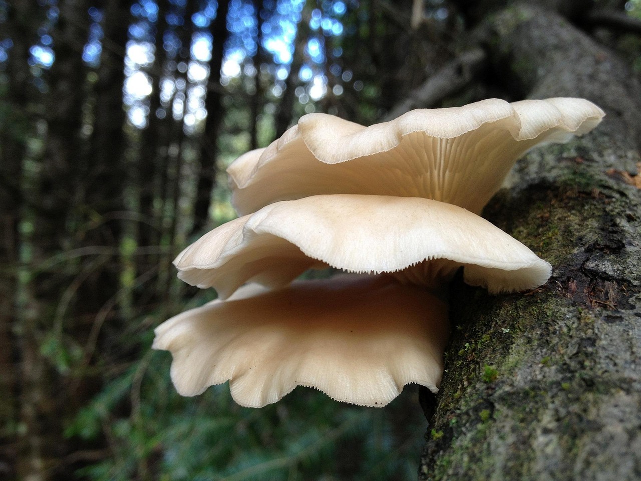 Grappe de pleurotes sortie d'une bûche installée à l'ombre