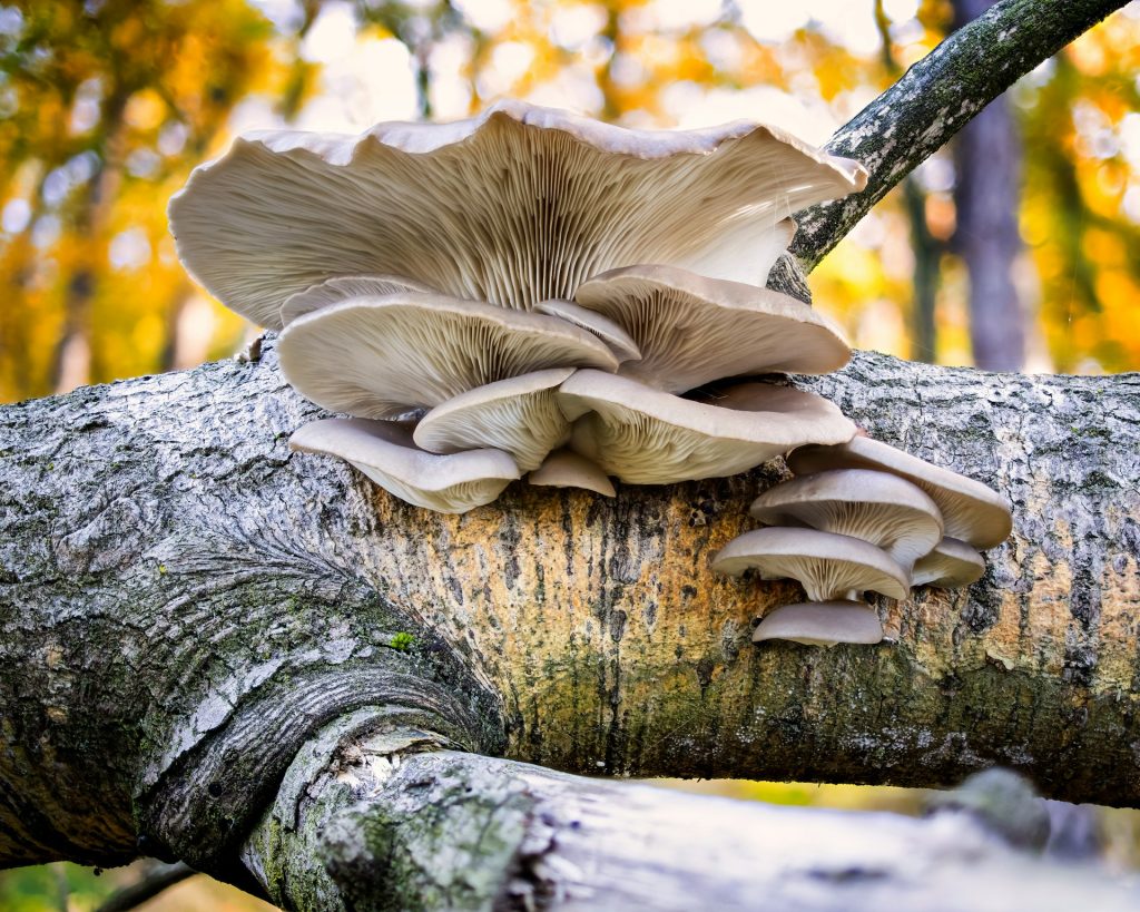 Mycélium de champignon : réussir sa culture au jardin