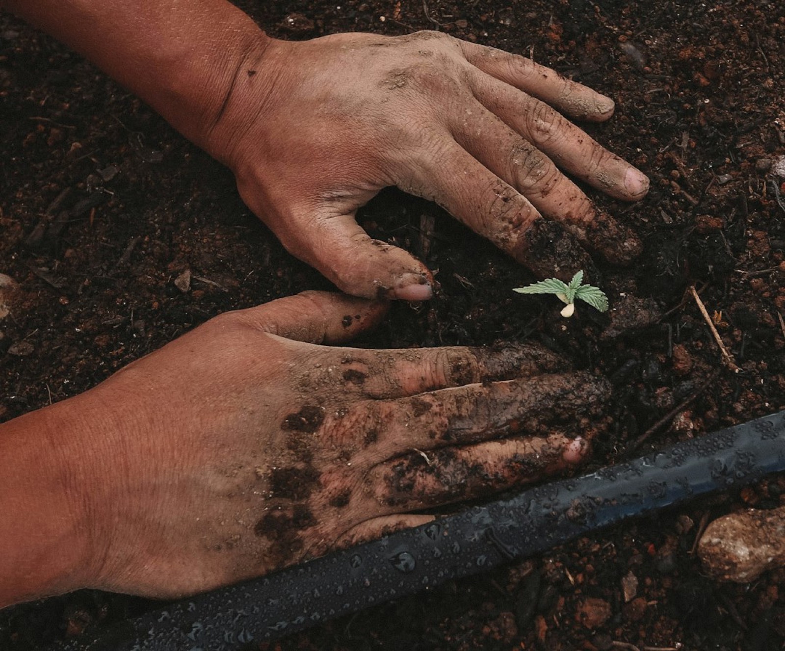 Main tenant une petite truelle au-dessus de jeunes plants dans la terre