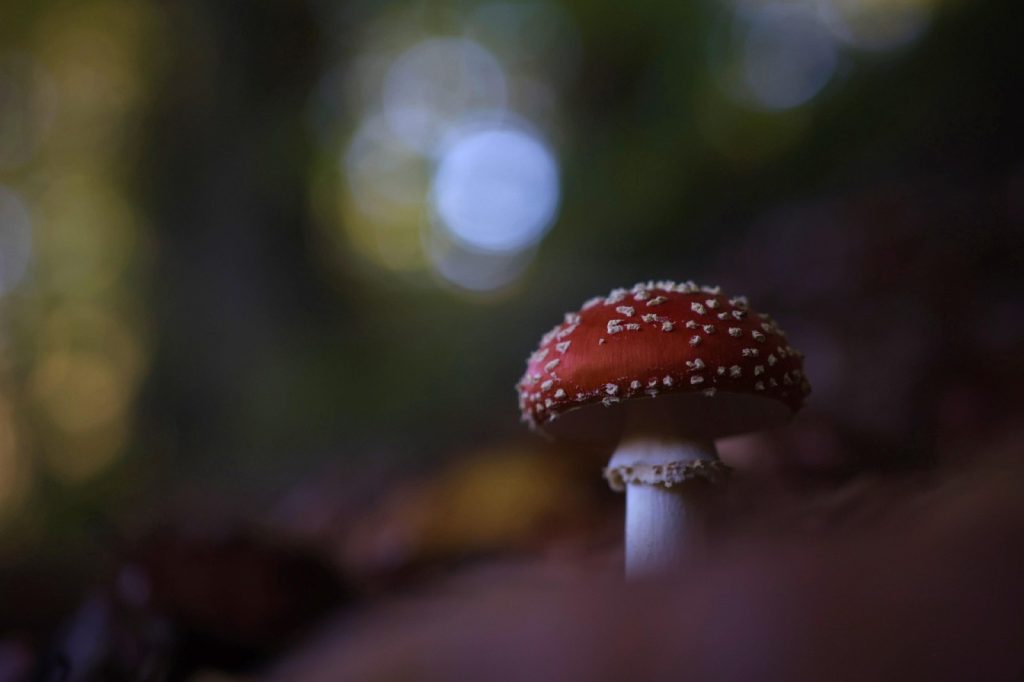 Mycélium de champignon à vendre : bien choisir avant de planter