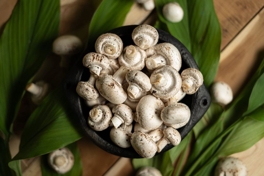 Où trouver du mycélium de champignon de Paris ?