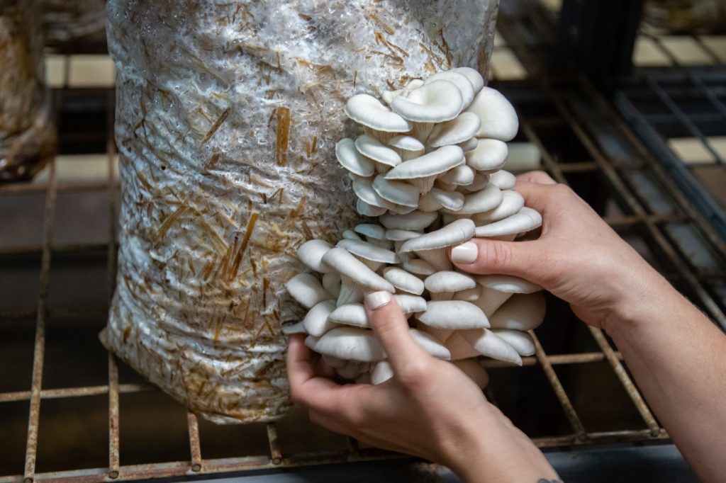 Où trouver du mycélium de champignon de Paris pour son jardin