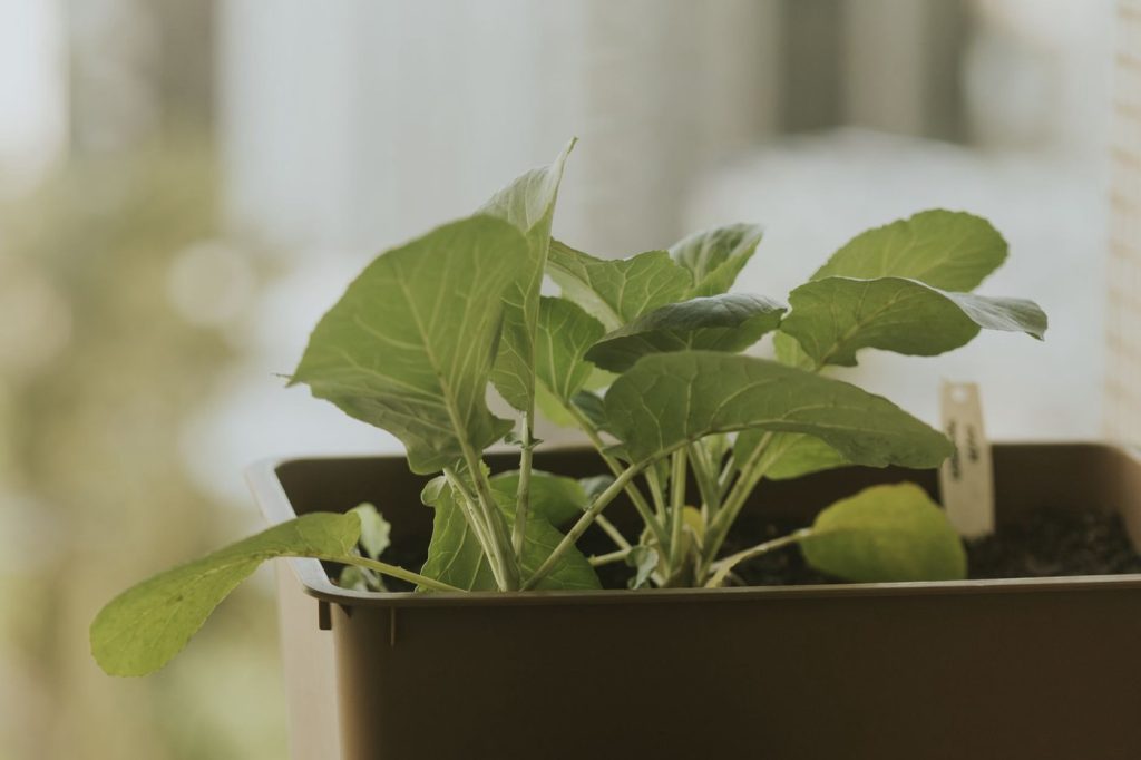 Potager sur pied pour balcon : dimensions et cultures
