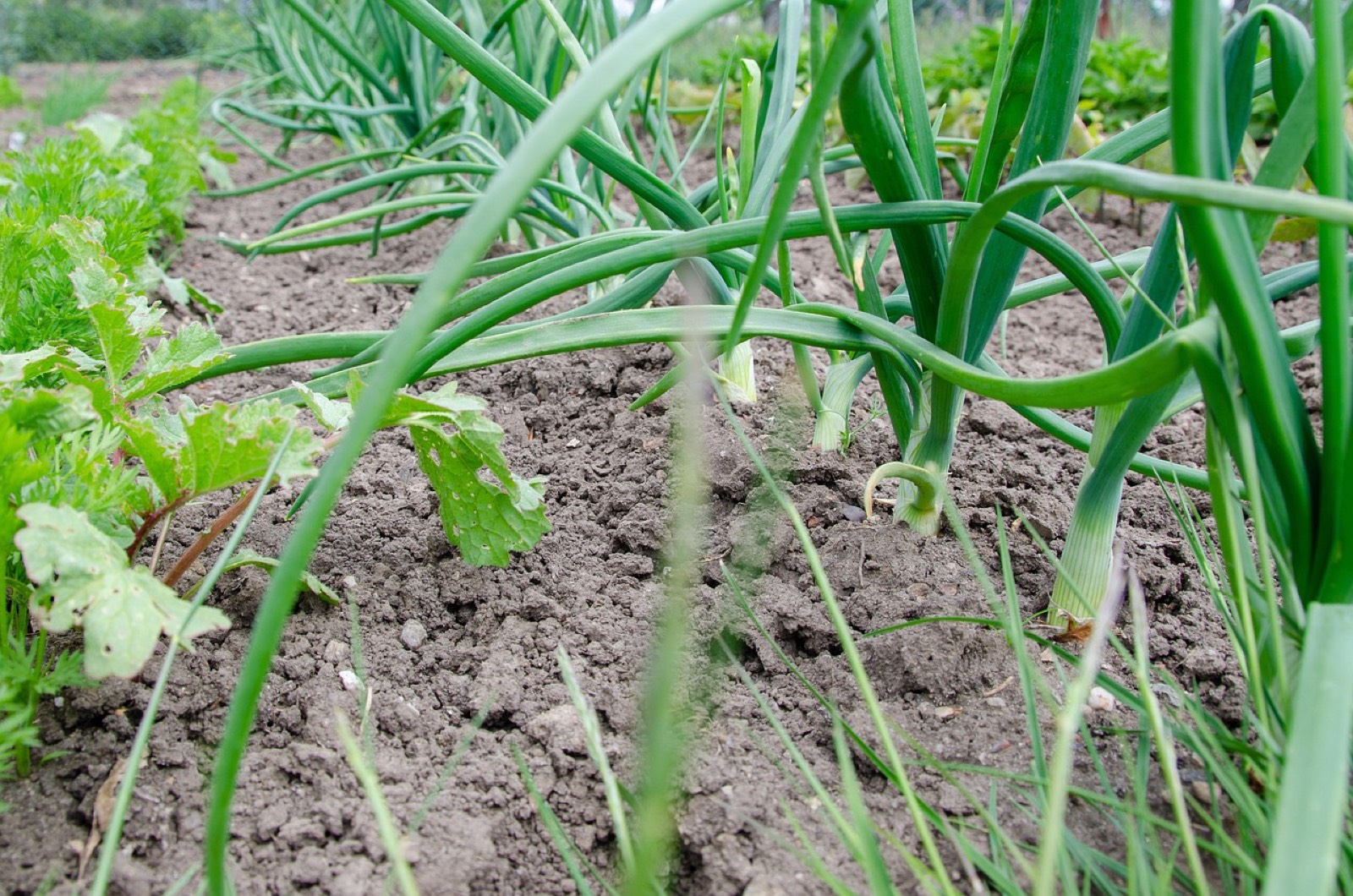 Préparation du sol et irrigation goutte-à-goutte sur un carré de potager