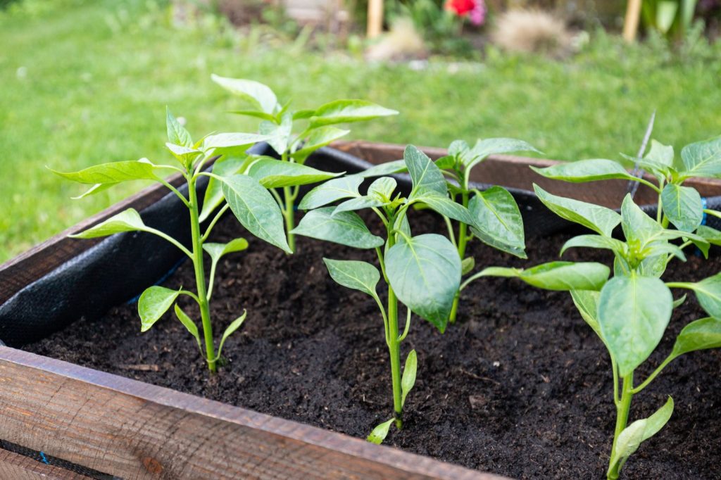Préparer le sol de ses carrés potagers avant la première plantation