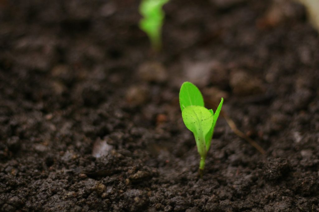 Dès maintenant, ces légumes à semer pour des récoltes d’hiver garanties
