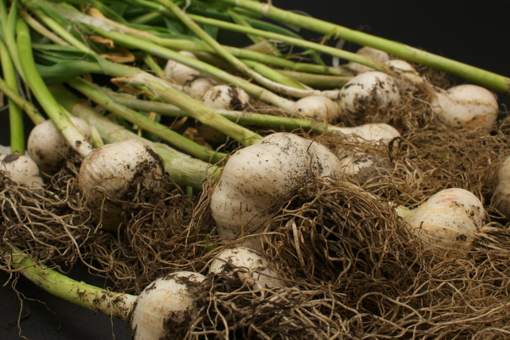 Pourquoi planter l’ail en automne assure une récolte exceptionnelle ?