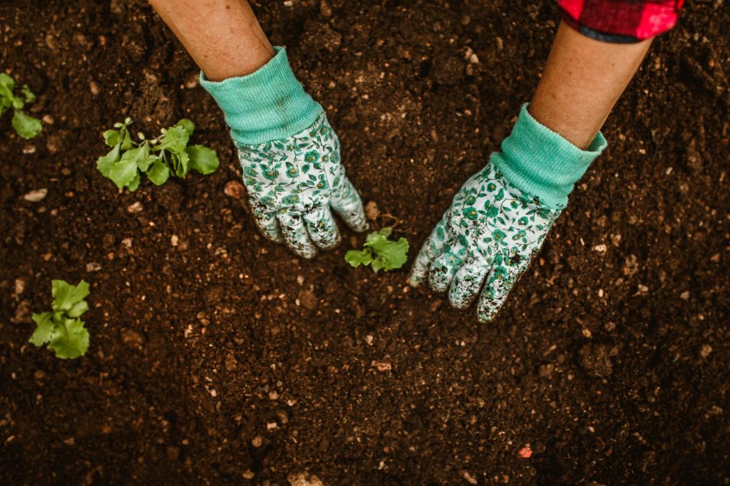 Cultiver des légumes bio : 7 techniques incontournables pour réussir