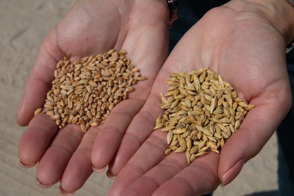 Semences anciennes ou modernes : quel choix pour votre potager ?