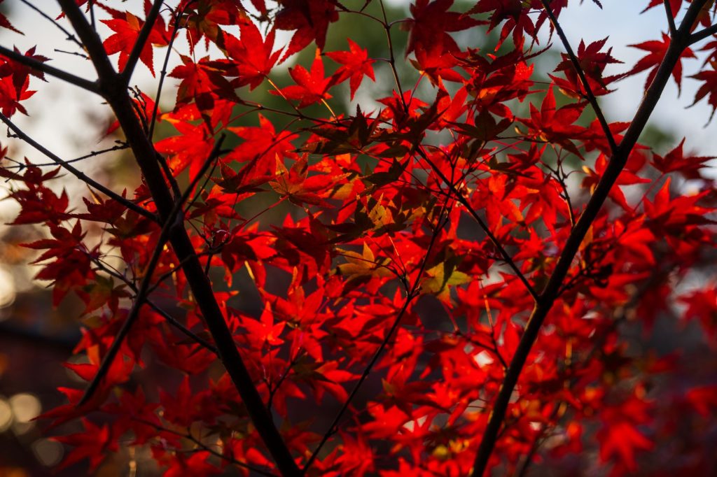 Comment l&rsquo;automne peut transformer votre potager en jardin d&rsquo;abondance