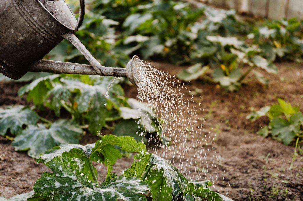 Entretenez vos légumes comme un pro : les étapes clés à suivre !