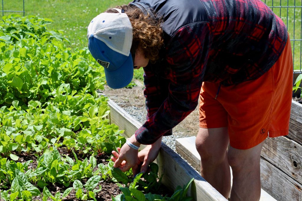 Les légumes à semer d&rsquo;urgence avant les premières gelées