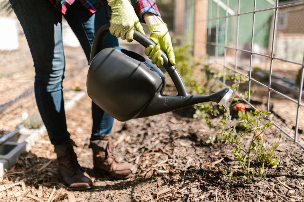 Planifiez votre potager : les clés pour un jardin réussi
